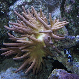 Img_3717Coral.jpg