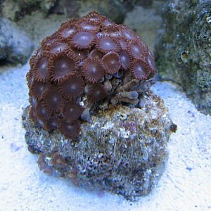 Img_3721Coral.jpg