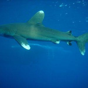 Oceanic_White_Tip_Reef_Shark.jpg