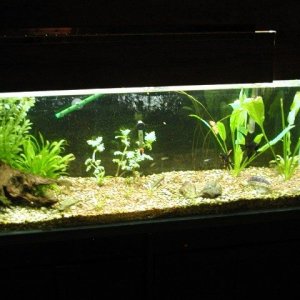 aquarium_new_007.JPG