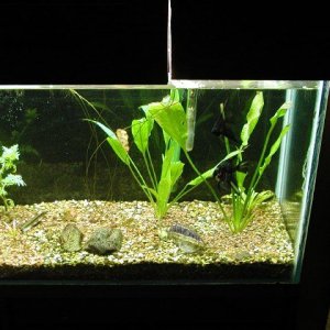 aquarium_new_001.JPG