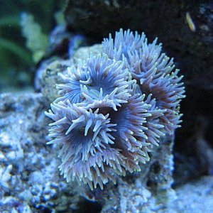 Img_3962DuncanCoral.jpg