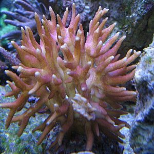 Img_3953HystarixCoral.jpg