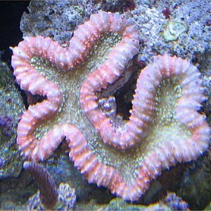 Img_3987BrainCoral.jpg