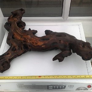 Bogwood1.jpg