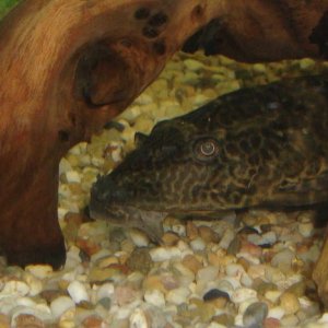 Pleco nose 1.jpg