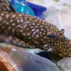 pleco2.jpg