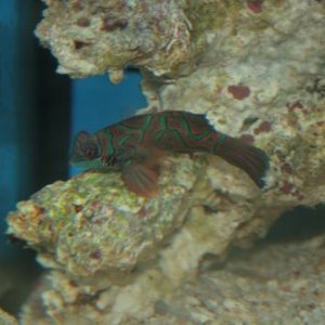 Mandarin Goby1.JPG