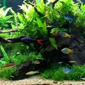 Rainbowfish Planted Tank 4.jpg