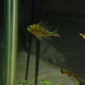 bolivian rams 006.JPG