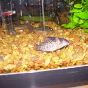 NEW CORYS 2 008.jpg