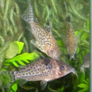 NEW CORYS 2 019.jpg