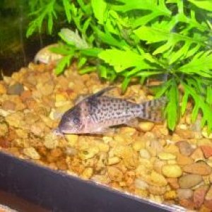 NEW CORYS 2 013.jpg