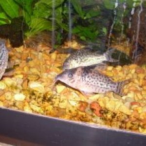 NEW CORYS 2 009.jpg