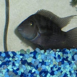 Fish 2010 0010.JPG