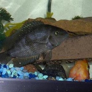 Fish 2010 0012.JPG