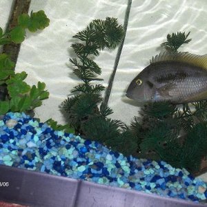 Fish 2010 0013.JPG