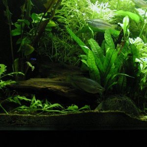 aquarium 022.JPG