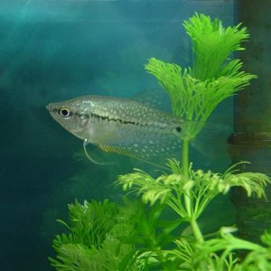 Pearl_Gourami_3__Medium_.jpg