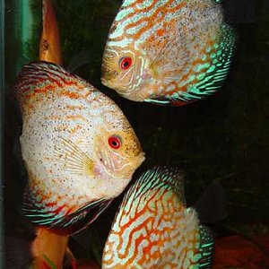 discus2.jpg