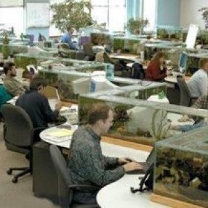 Office_Fish_Tanks.jpg