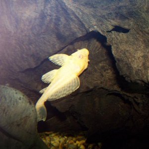 albinosailfin.JPG