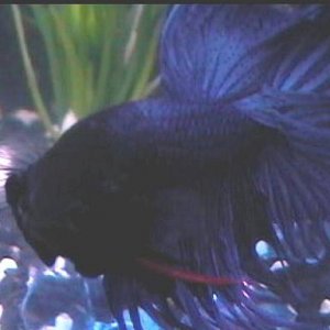 General_Betta003.jpg