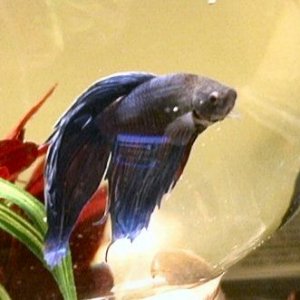 Betta3.jpg