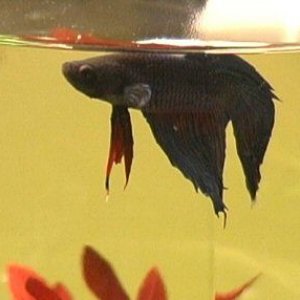 Betta4.jpg