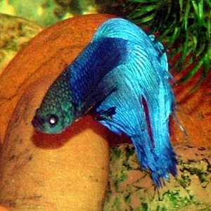 betta_by_rocks.jpg