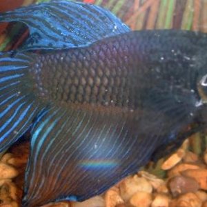 blue_betta.JPG