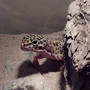 peeping_gecko.JPG