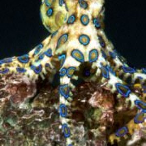 2005-09-30-bue-ringed-octopus.jpg