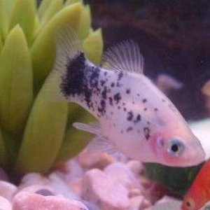 fishplaty.jpg