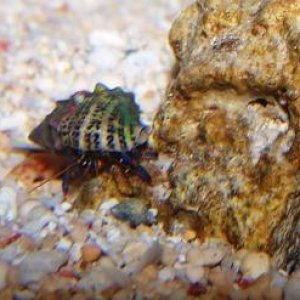 hermit crabs 2.JPG