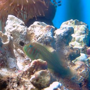 Coral Goby.JPG