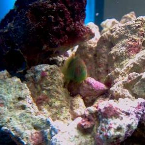 Green Coral Goby.JPG