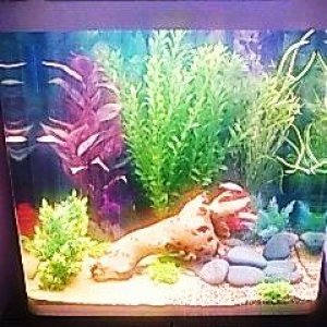 new fish tank.jpg