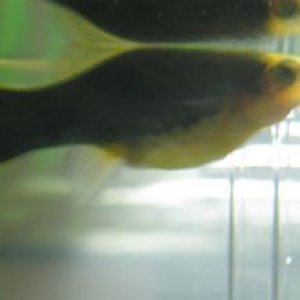 pregnantplaty.jpg