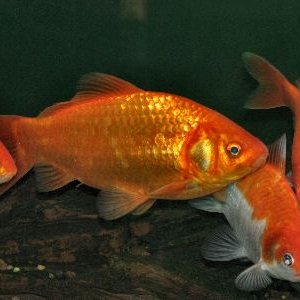 CommonGoldfishWFG_Cn0892.jpg