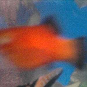 Platy.jpg