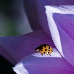 Ladybug002002 (Large).JPG