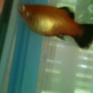 platy9.jpg