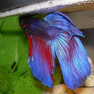 betta-splendens-bubble-nest.jpg