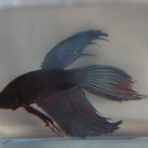 Betta splenden 2.jpg