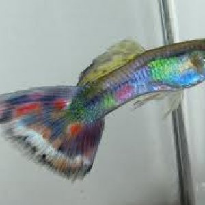 colourful guppy.jpg