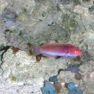 fairy wrasse.JPG