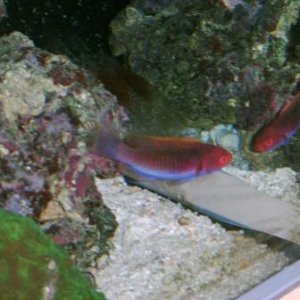 fairy wrasse 1web.JPG