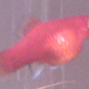 red platy preg 1.jpg