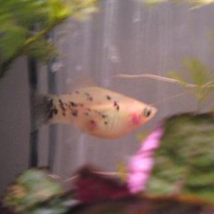 micky mouse platy.jpg